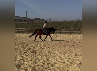 Other Thoroughbred Breeds, Mare, 6 years, 15,3 hh