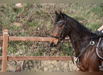 Other Thoroughbred Breeds, Mare, 6 years, 15,3 hh