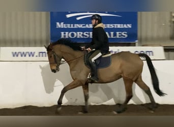 Other Thoroughbred Breeds Mix, Mare, 6 years, 16.1 hh, Brown