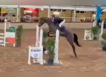 Other Thoroughbred Breeds Mix, Mare, 6 years, 16.1 hh, Brown