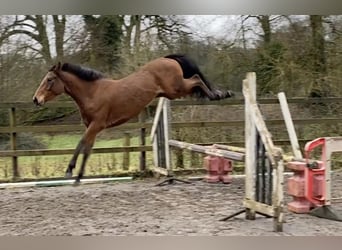Other Thoroughbred Breeds Mix, Mare, 6 years, 16.1 hh, Brown