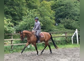 Other Thoroughbred Breeds Mix, Mare, 6 years, 16.1 hh, Brown