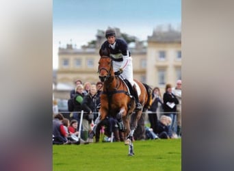 Other Thoroughbred Breeds Mix, Mare, 6 years, 16.1 hh, Brown