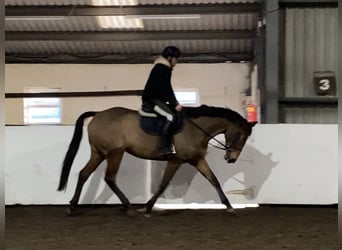 Other Thoroughbred Breeds Mix, Mare, 6 years, 16.1 hh, Brown