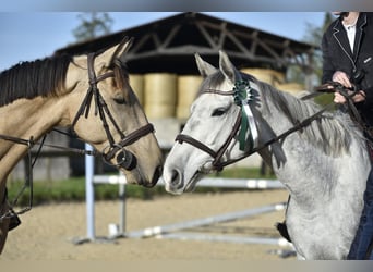 Other Thoroughbred Breeds, Mare, 6 years, 16,2 hh, Gray