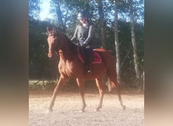 Other Thoroughbred Breeds, Mare, 7 years, 15,1 hh, Bay