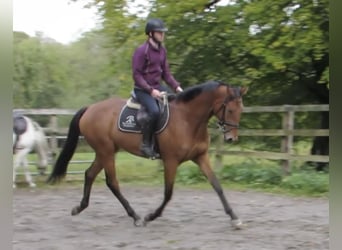 Other Thoroughbred Breeds Mix, Mare, 7 years, 16.1 hh, Brown