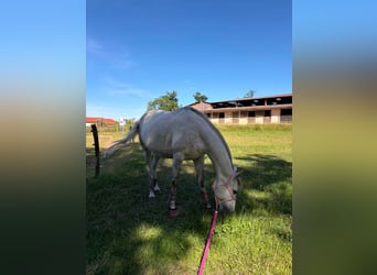 Other Thoroughbred Breeds, Mare, 7 years, 16 hh, Grey