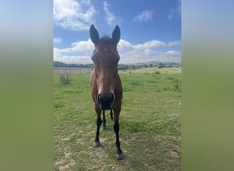 Other Thoroughbred Breeds, Mare, 7 years, 16,1 hh, Bay-Dark