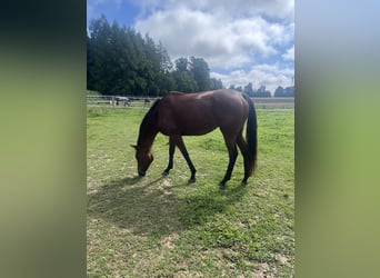 Other Thoroughbred Breeds, Mare, 7 years, 16,1 hh, Bay-Dark