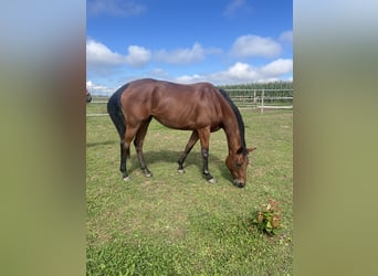 Other Thoroughbred Breeds, Mare, 7 years, 16,1 hh, Bay-Dark