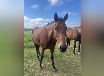 Other Thoroughbred Breeds, Mare, 7 years, 16,1 hh, Bay-Dark