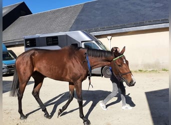Other Thoroughbred Breeds, Mare, 7 years, Brown