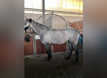 Other Thoroughbred Breeds, Mare, 8 years, 15,2 hh, Gray