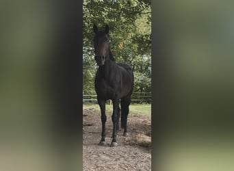 Other Thoroughbred Breeds, Mare, 8 years, 16 hh, Brown