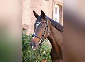 Weitere Vollblüter, Stute, 8 Jahre, 16 hh, Brauner