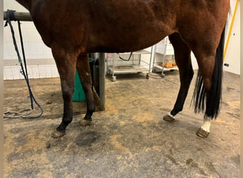 Other Thoroughbred Breeds, Mare, 8 years, 16 hh, Brown