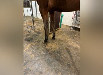 Other Thoroughbred Breeds, Mare, 8 years, 16 hh, Brown