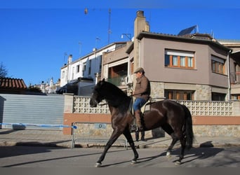 Other Thoroughbred Breeds, Mare, 8 years, 17 hh, Black