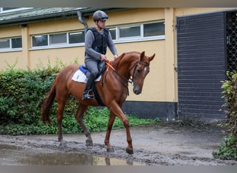 Other Thoroughbred Breeds Mix, Mare, 8 years