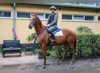 Other Thoroughbred Breeds Mix, Mare, 8 years