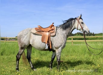 Other Thoroughbred Breeds, Mare, 9 years, 14.2 hh, Gray-Fleabitten