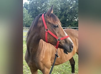 Other Thoroughbred Breeds, Mare, 9 years, 14,2 hh, Chestnut-Red