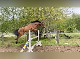 Other Thoroughbred Breeds, Mare, 9 years, 15.2 hh, Brown