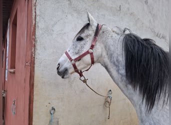 Other Thoroughbred Breeds, Mare, 9 years, 15.2 hh, Grey