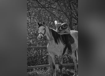 Other Thoroughbred Breeds, Mare, 9 years, 15.2 hh, Grey