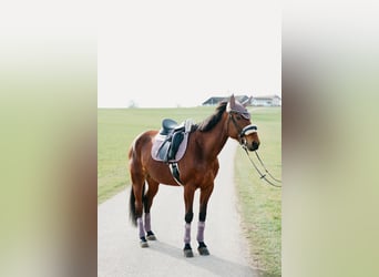 Other Thoroughbred Breeds, Mare, 9 years, 16.1 hh, Brown