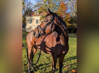 Other Thoroughbred Breeds, Mare, 9 years, 16.1 hh, Brown