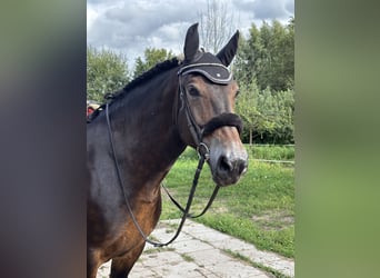 Other Thoroughbred Breeds Mix, Mare, 9 years, Bay