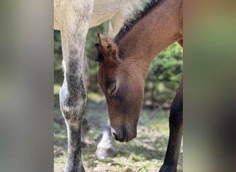 Other Thoroughbred Breeds, Mare, Foal (04/2025), 12,2 hh, Bay-Dark