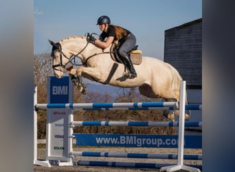 Other Thoroughbred Breeds, Mare, Foal (06/2025), 16 hh, Palomino