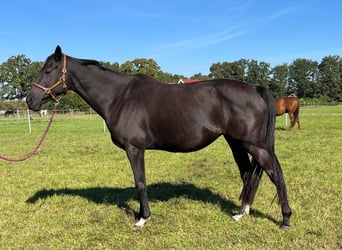 Other Thoroughbred Breeds, Mare, Foal (06/2025), 16 hh, Palomino