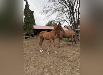 Other Thoroughbred Breeds, Stallion, 1 year, 16 hh, Chestnut-Red