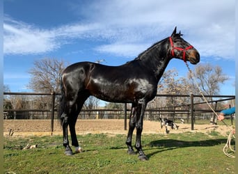 Other Thoroughbred Breeds, Stallion, 7 years, 15,2 hh, Black