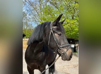 Other Warmbloods, Gelding, 10 years, 15.1 hh, Smoky-Black