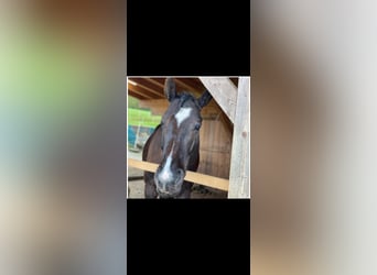 Other Warmbloods, Gelding, 10 years, 15.2 hh, Smoky-Black