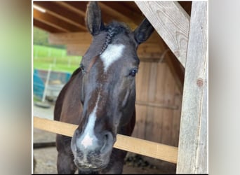 Other Warmbloods, Gelding, 10 years, 15.2 hh, Smoky-Black