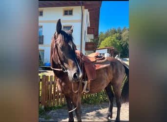Other Warmbloods, Gelding, 10 years, 15.2 hh, Smoky-Black