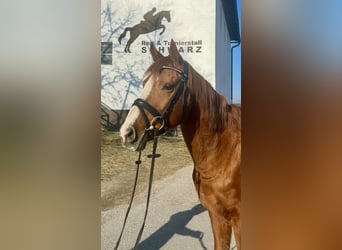 Other Warmbloods, Gelding, 10 years, 15,3 hh, Chestnut-Red