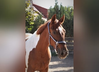 Other Warmbloods, Gelding, 10 years, 16.2 hh, Pinto