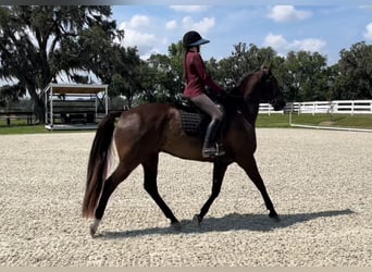 Other Warmbloods, Gelding, 10 years, 16 hh, Bay