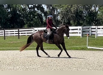 Other Warmbloods, Gelding, 10 years, 16 hh, Bay