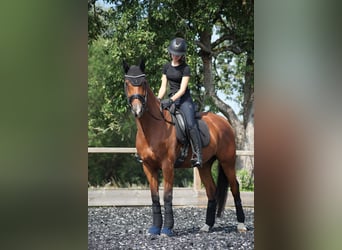 Other Warmbloods, Gelding, 10 years, 16 hh, Brown