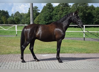 Other Warmbloods, Gelding, 10 years, 16,1 hh, Black
