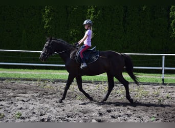 Other Warmbloods, Gelding, 10 years, 16,1 hh, Black
