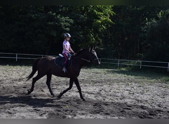Other Warmbloods, Gelding, 10 years, 16,1 hh, Black